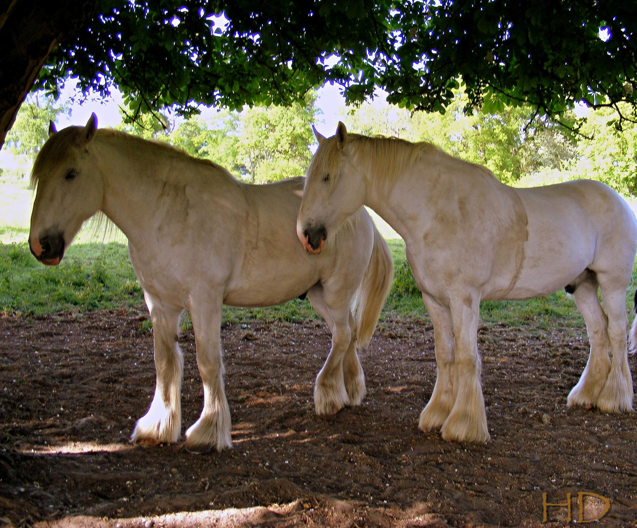 shire-horses-HD.jpg