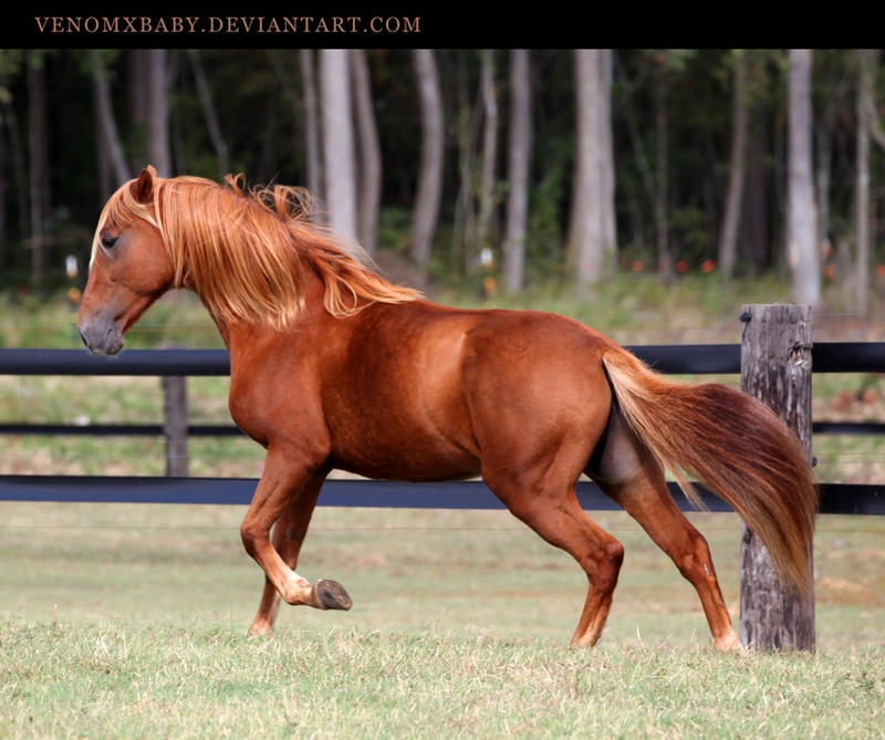 chestnut-paso-fino-2-by-venomxbaby-d4ga59s-fullview.jpg