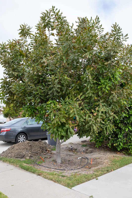 8U1A9471  Alba Macadamia Nut Tree (5-1-2021)