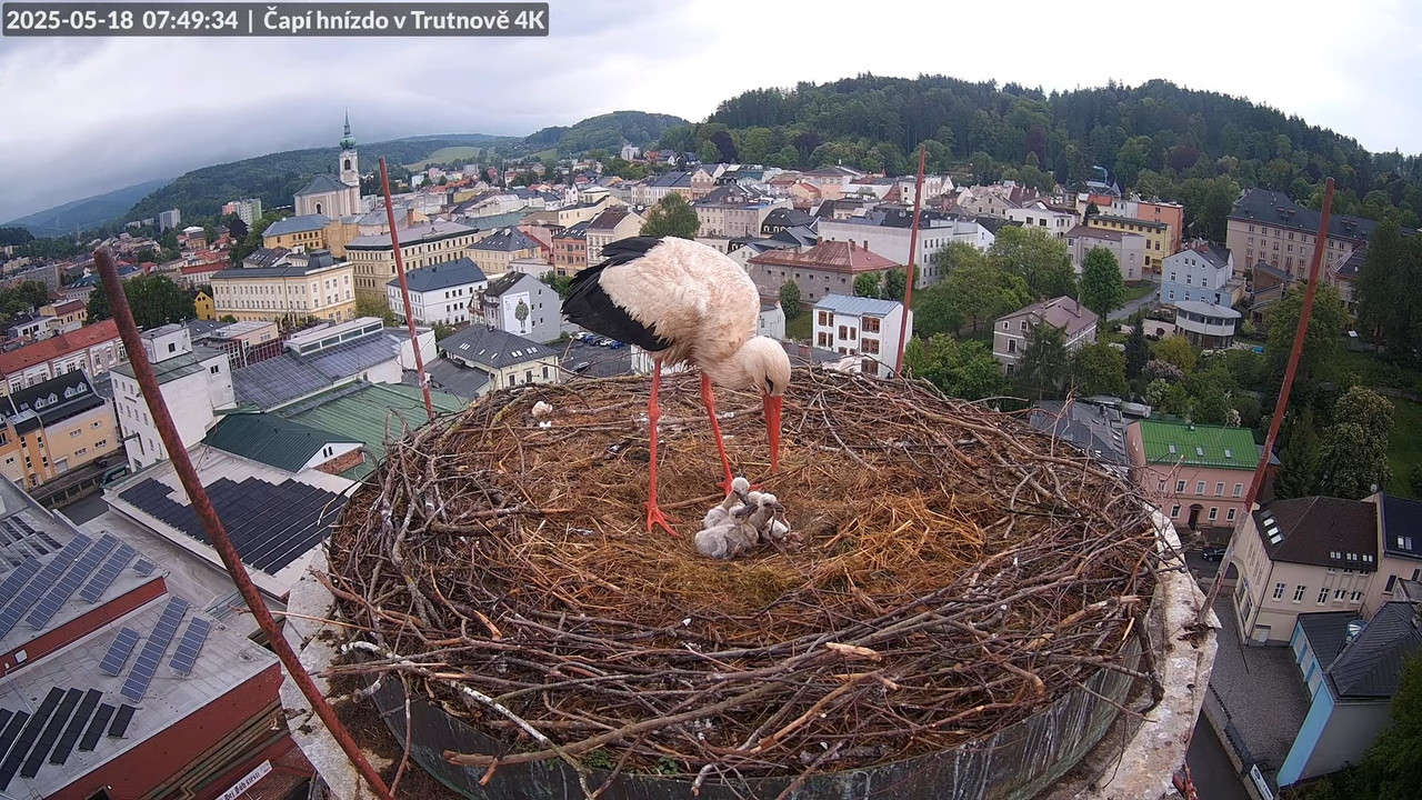 Tiešraide no stārķa ligzdas uz alus darītavas skursteņa Trutnovā 8-30-43 screenshot