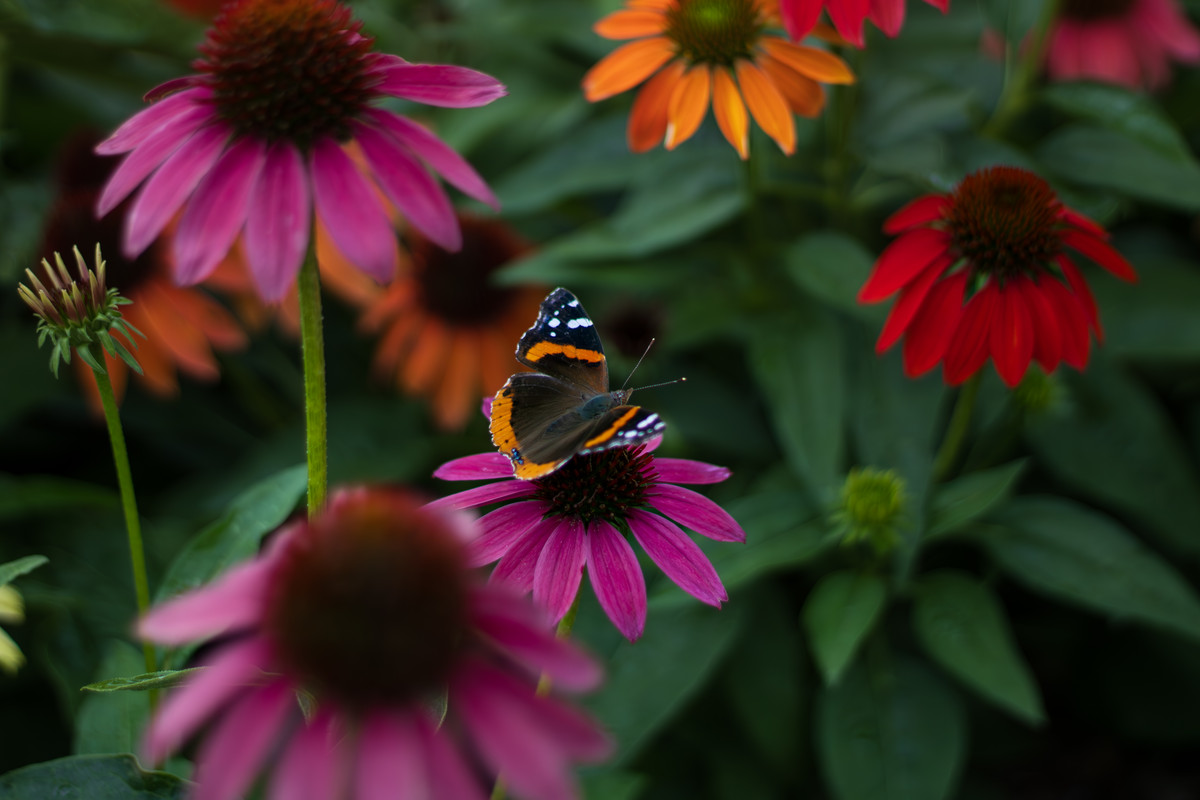 butterfly