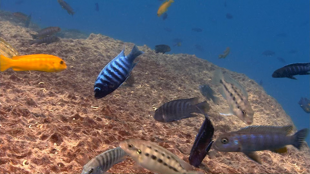 Planet Earth S01E03 Fresh Water.mkv_snapshot_25.16_[2018.03.01_2