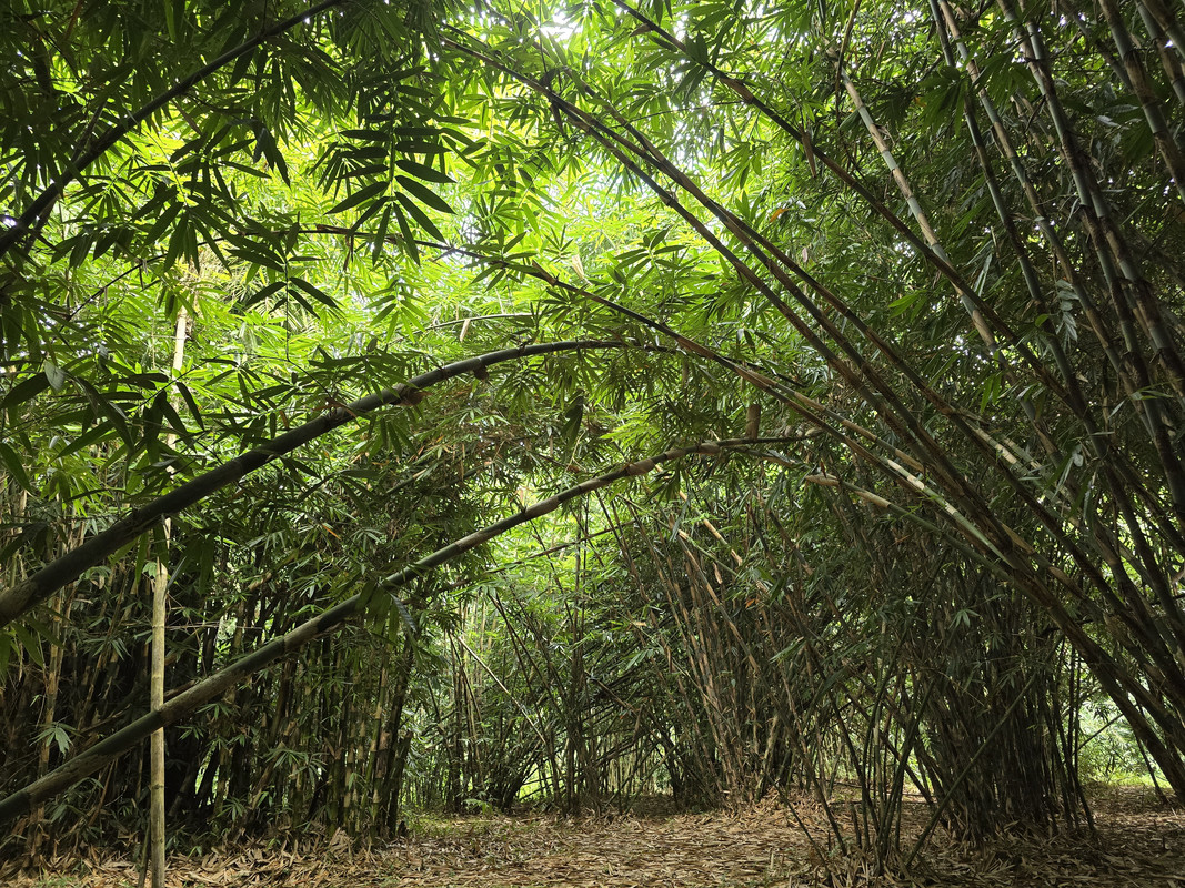 INDONESIA JULIO 2024 (KUALA LUMPUR- BORNEO- YOGYAKARTA- BALI- SINGAPUR) - Blogs de Indonesia - PRIMER DÍA DE EXCURSIÓN POR BALI (8)
