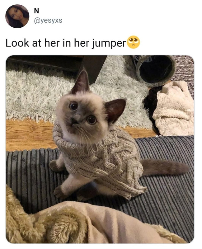 catsweaterbb5222eb982aeefd48b4c8f6622a5f4d-1c2db61f-1280.jpg