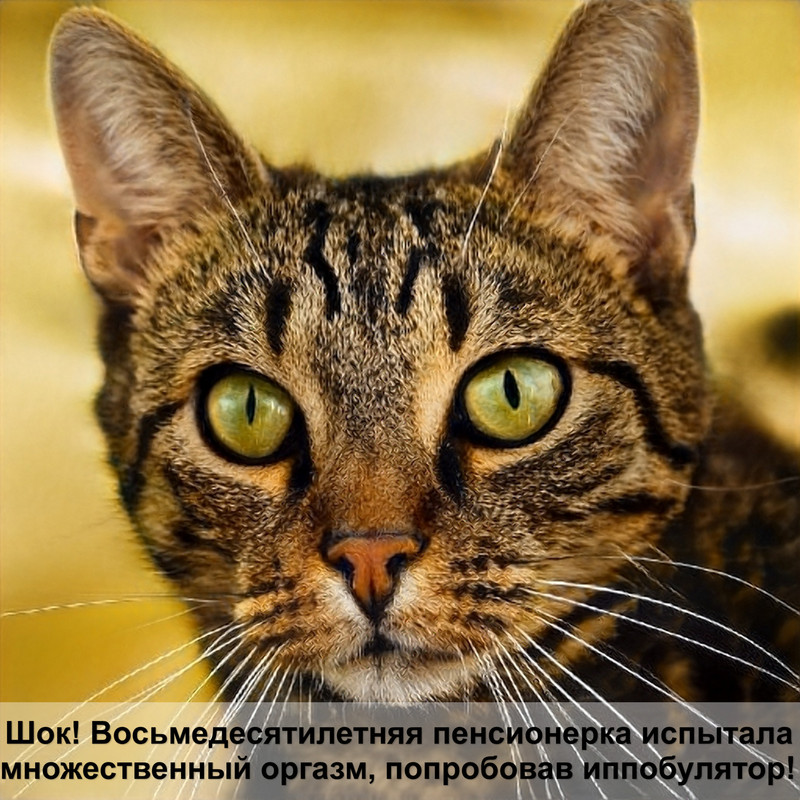 какая кошка самая неприхотливая