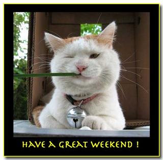 Great-Weekend-Cat-W