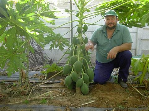 papaya cuttings 2