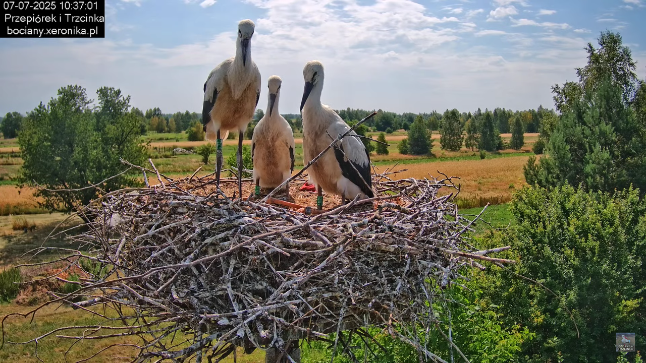 07072025bociany25