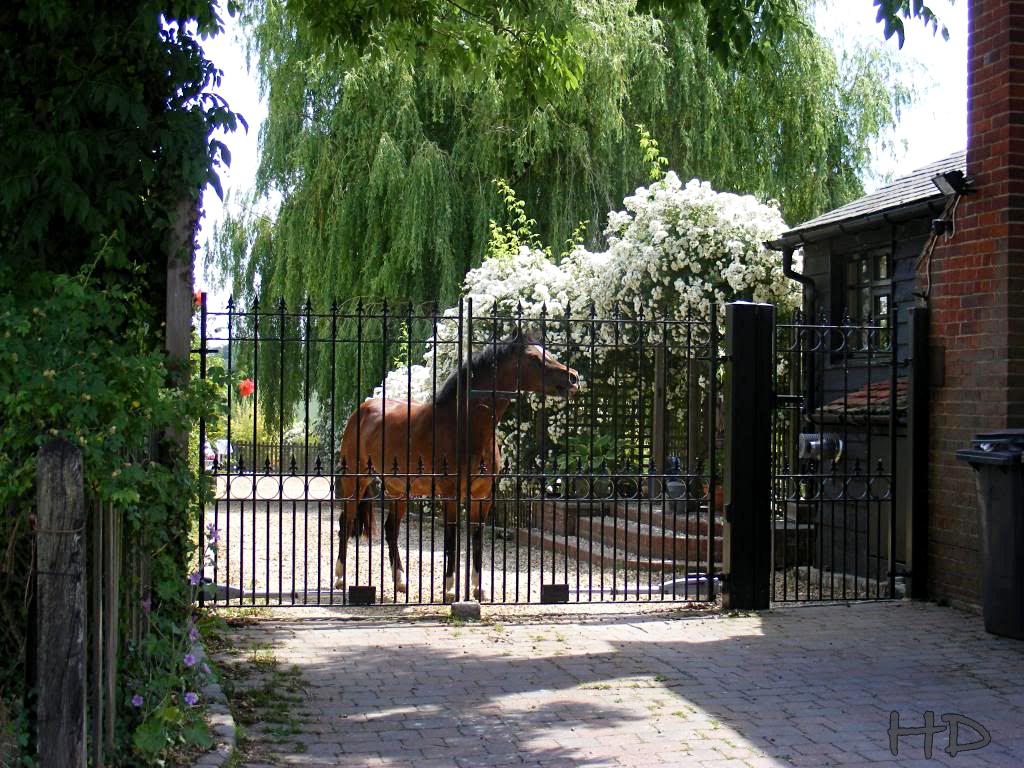 Neighbours-horse-gate-HD.jpg