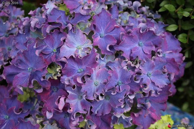 Curly Sparkle Blue Purple