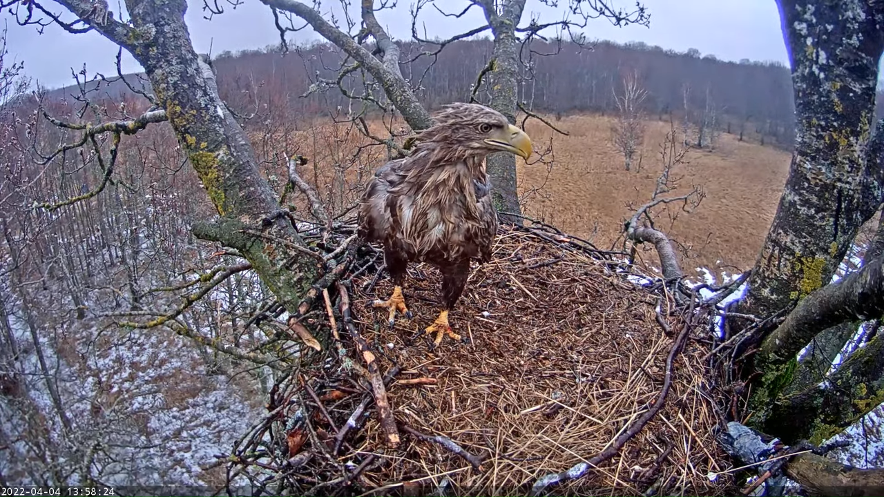 Merikotkas__Haliaeëtus albicilla 14-48-34 screenshot