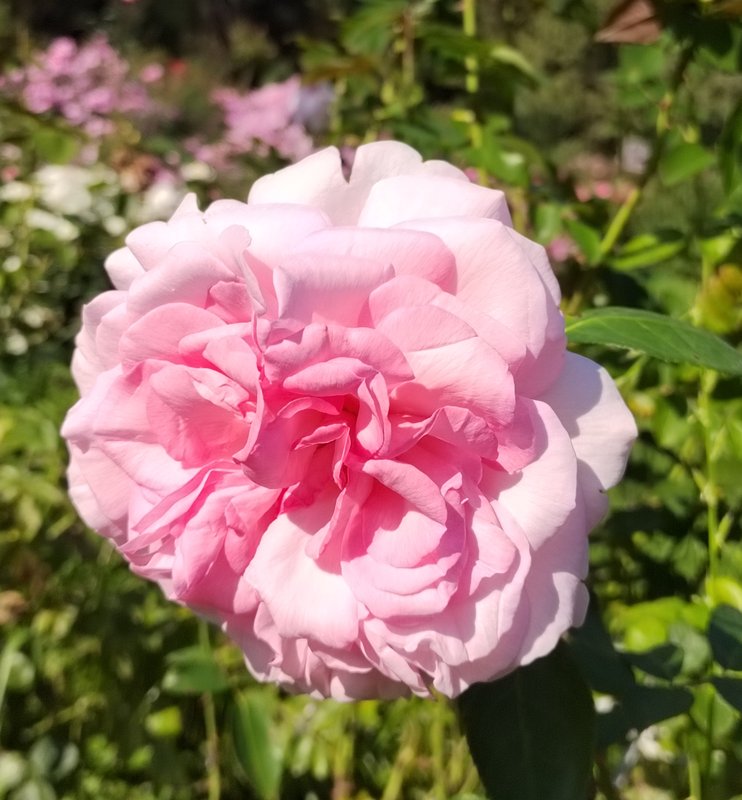 https://i.postimg.cc/2yqNWVS5/068-IMG-20240918-122234-edit-282282554650858.jpg