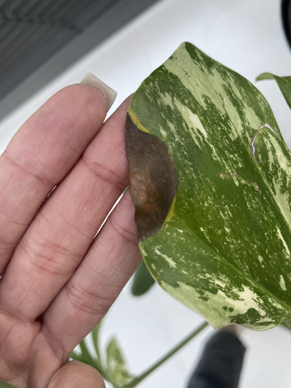 119F16C4-6501-4BCB-A090-603473F8C3FE