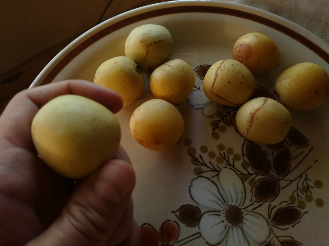 Marula fruit roadside vendor  (1)