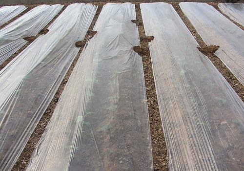 Opaque Series Mulch Film