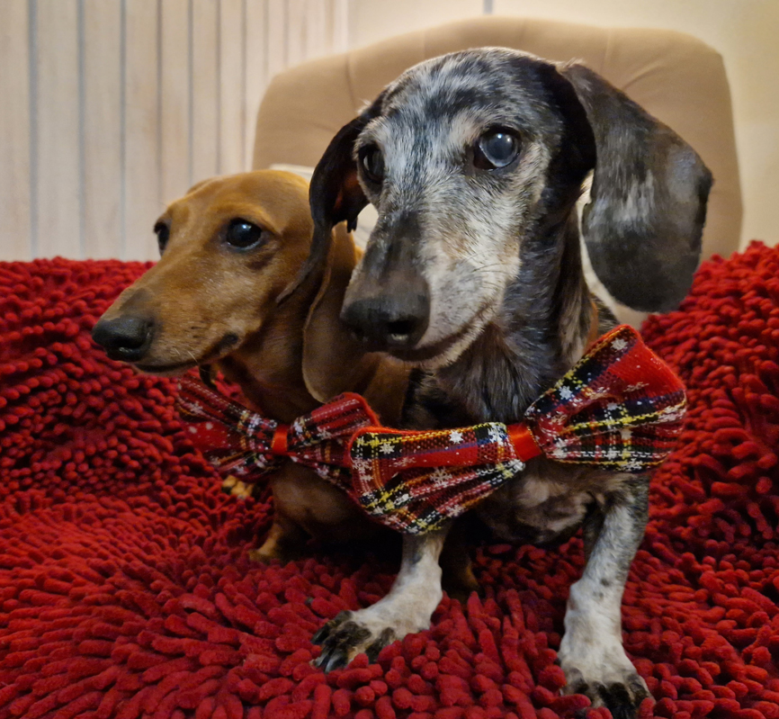 [Image: anni-Pilou-small.jpg]