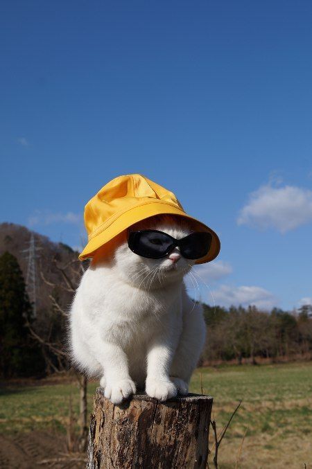 yellowhatcat.jpg