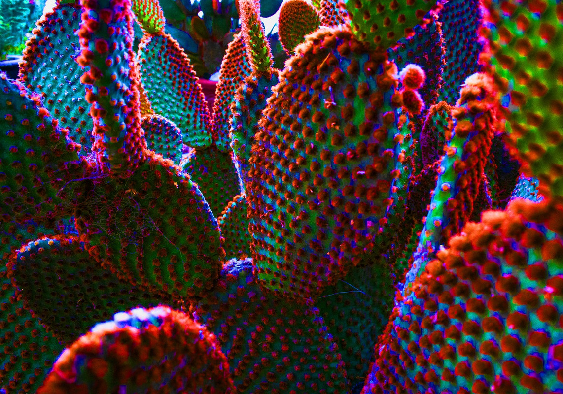 spots-cactus-5376100-1280.jpg