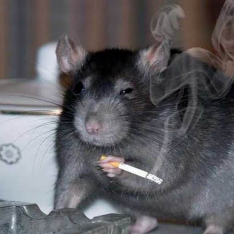 1679454347_celes-club-p-smeshnie-krisi-vkontakte-47