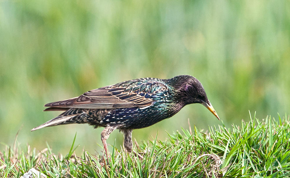 birds
