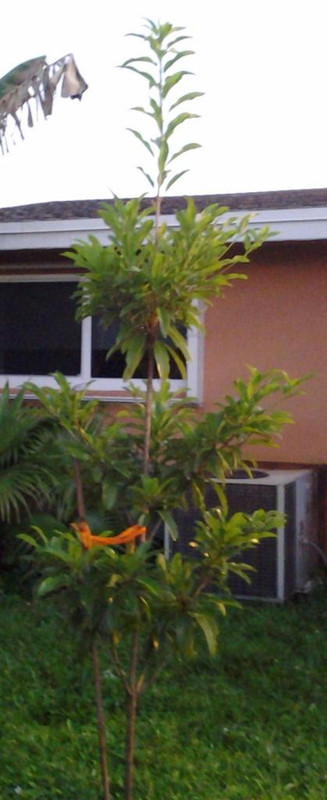 Tikal_zps566dae00