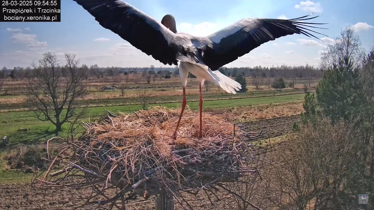 bociany28032025_0