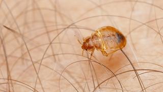 [Image: Bed-bug-guide-What-they-look-like-ALT-722x406.jpg]