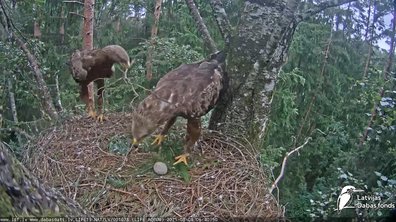 attēls_2025-08-08_074920709