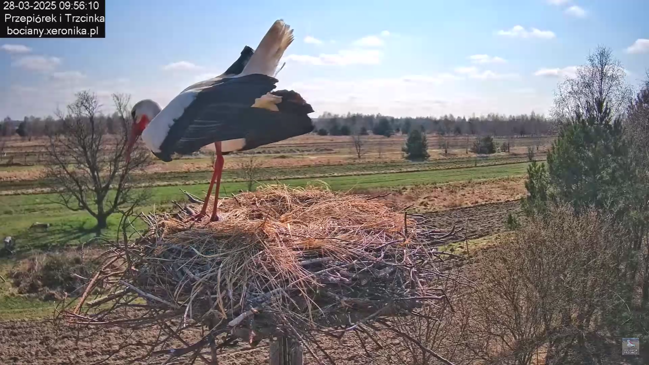 bociany28032025_21
