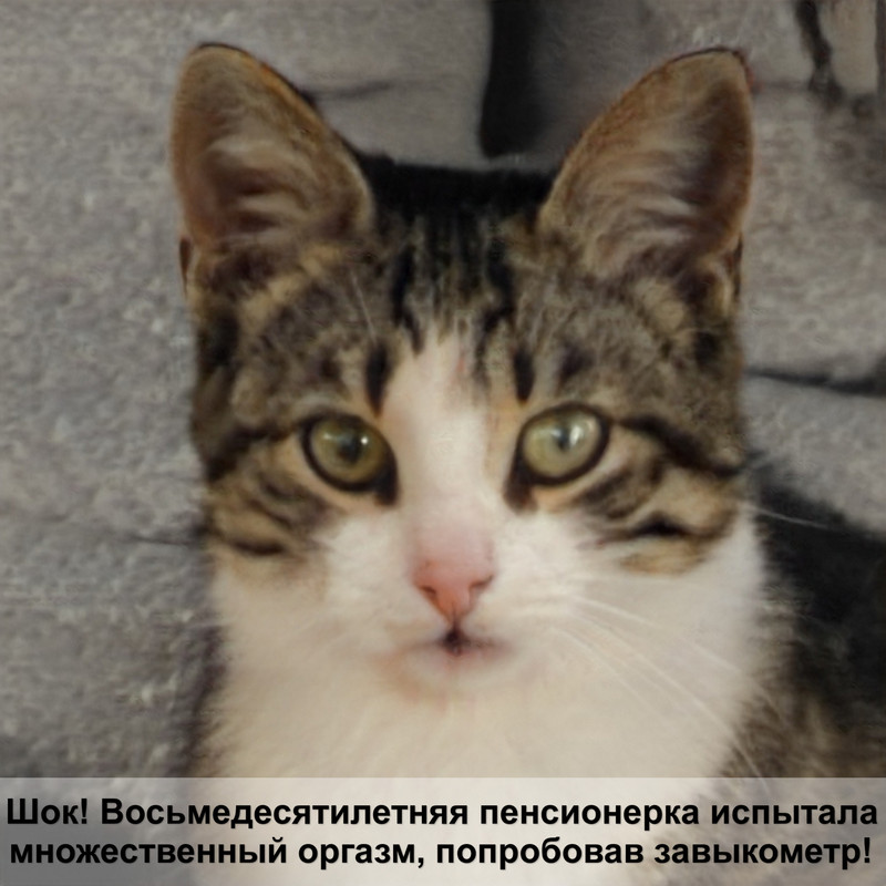 кошку укусила оса