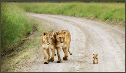lions.jpg