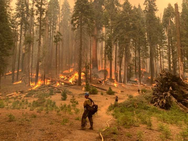 Fire: A Natural Force in Sequoia’s History