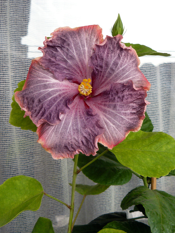HVH Thunderhead x RK Black Pearl 6 ,16 9 2022, second bloom — Postimages