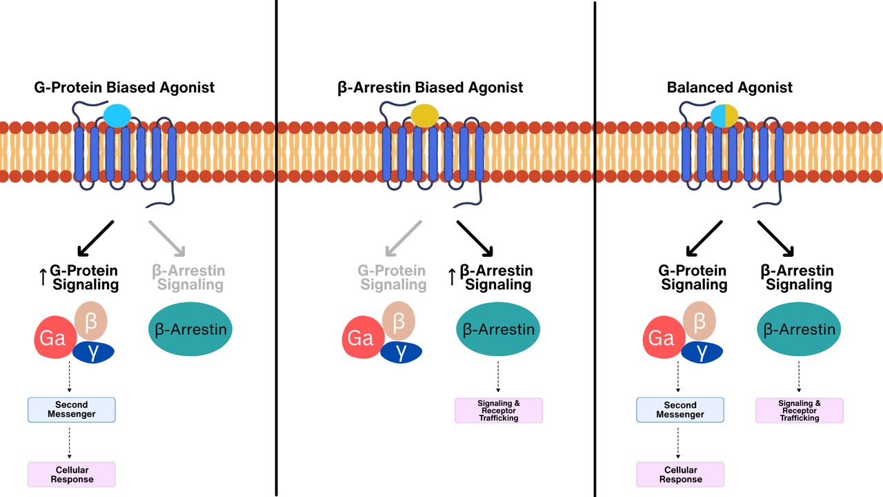 GPCR 신호전달 및 역할