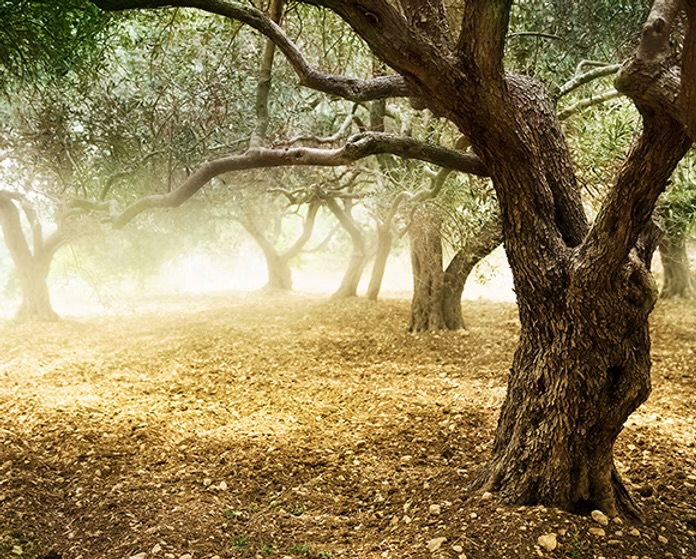 Ruta de los olivos milenarios