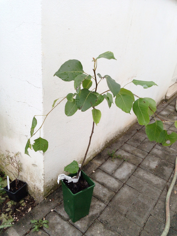 DSC_0328_resized_20190623_072025448