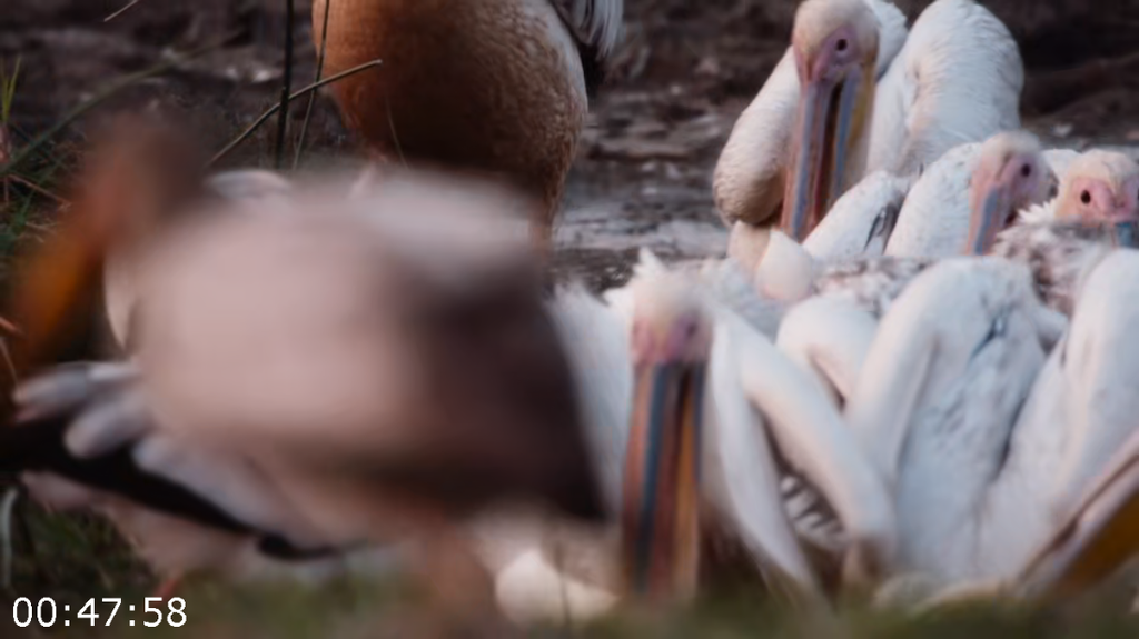 [Image: h07gp1hdch6a.png]