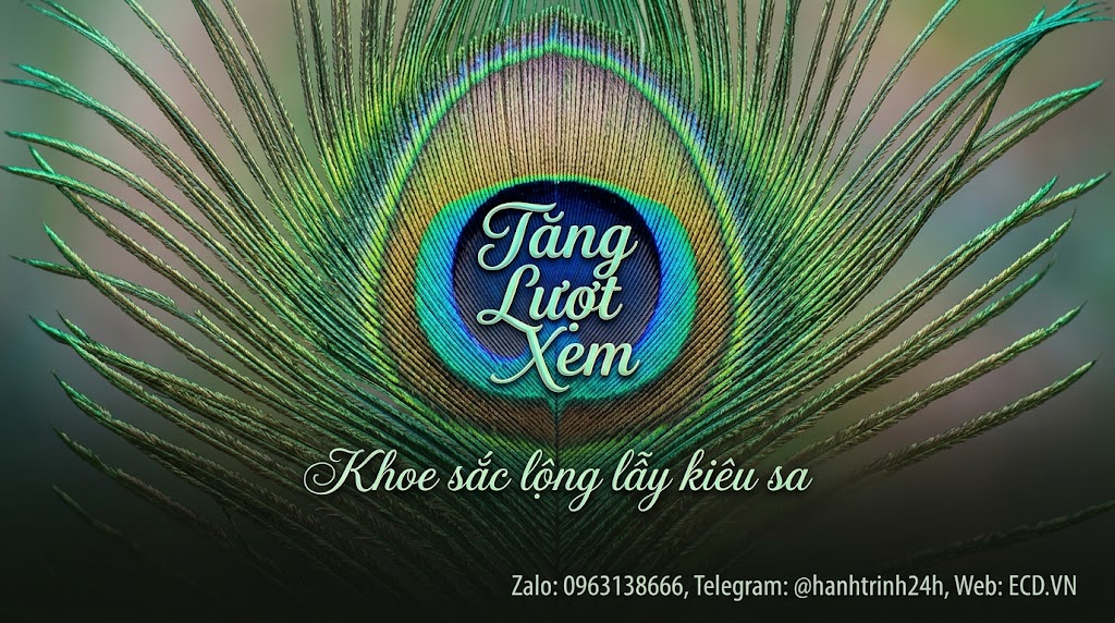 tang view fanpage view that