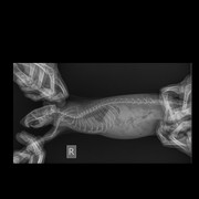 Грудная клетка Мелкий _ 10 kg-Грудная клетка VD_DV-19.04.2025-17_10_18-584