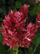 30.3.suburban blooms III