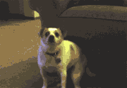 chien-danse.gif