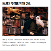 Harry Potter owl