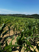 Messenger_creation_014d7fbc-4e63-4efc-83dd-1d351ca3afb6