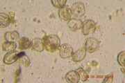 [Obrázky: DSC-0379.jpg]