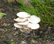 champignons A