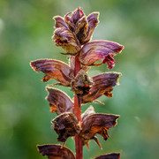 Orobanche gracilis (Slender Bloomrape) - JPB_1842-Edit