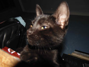 43.19.terror groupie's kids XIX