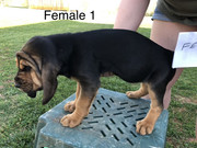 37007D1E-9A5F-41C1-A7CA-37ED3F281ADD