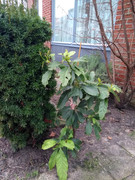 IMG_20210104_111342262