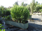 [Image: DSCN3615.jpg]
